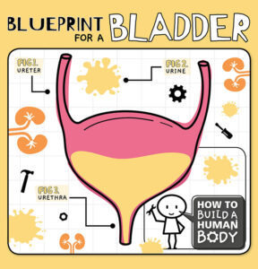 Blueprint for a Bladder, How to Build a Human Body | BookLife Publishing