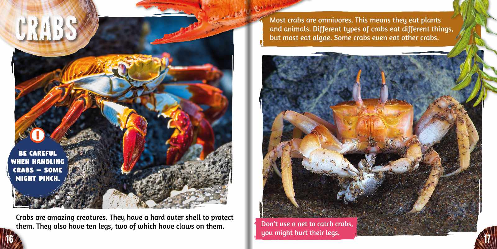 Rock Pools, Coast Explorer | BookLife Publishing
