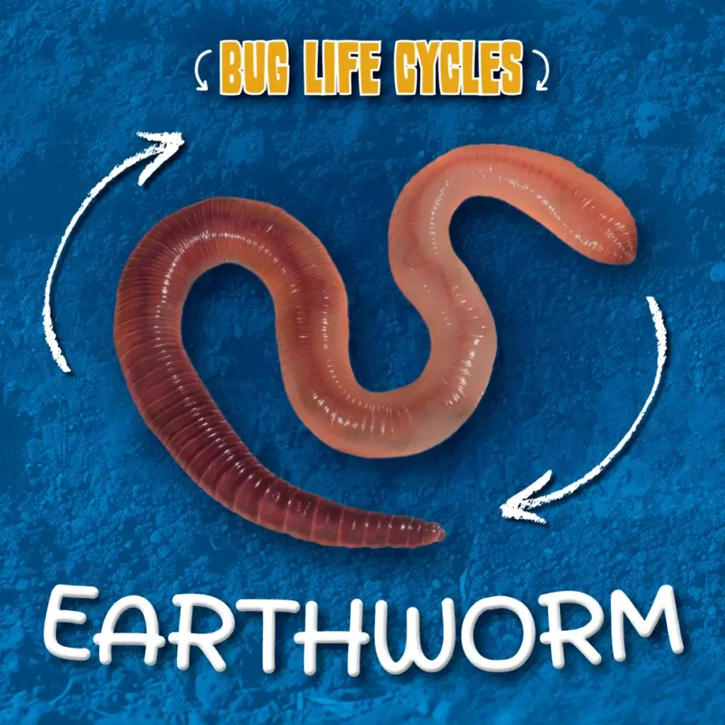 Earthworm | BookLife Publishing